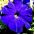 بذور بتونيا الترا بلو - بتونيا x hybrida grandiflora - 80 بذرة - Petunia x hybrida  - ابذرة