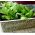 Hạt giống lưu ly - Borago officinalis - 120 hạt