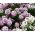 Sladká zmes Alyssum mix - Lobularia maritima - 1750 semien - semená