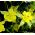 Guldakleja - Aquilegia chrysantha - Strålande sommarblommor, ren gyllene elegans - Färska frön