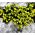 Semillas de la hierba de Whitlow amarillo - Draba sp. - 102 semillas - Draba aizoides