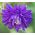 Orlíček plnokvětý - směs - Aquilegia vulgaris - Velkolepé květy, ideální do kytic - Čerstvá semena