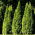 זרעי ארז לבנים - Thuja occidentalis - 65 זרעים