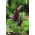 Dragon lily - Dracunculus vulgaris; dracunculus umum, naga arum, arum hitam, voodoo lily, lily ular, bau lily, naga hitam, lily hitam, dragonwort, ragons