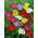 Freesia - Single Mix - paquete de 10 piezas