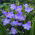 Freesia - Single Blue - paquete de 10 piezas