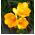 Freesia Single Yellow - 10 bulbi