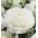 Ranunculus, Buttercup White - 10 lukovica