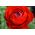 Ranunculus - Rojo - paquete de 10 piezas
