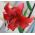 Lilium, Lily Asya Kırmızı - ampul / yumru / kök - Lilium 