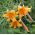 Lilium, Lily African Queen