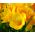 Freesia Single Yellow - 10 bulbi
