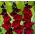 Gladiolus Black Surprise - paquete de 5 piezas