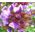 Alpine Skullcap bercampur benih - Scutellaria alpina - 110 biji