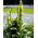 Kongelys - 4000 frø - Verbascum L.