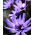 Cupidone - Catananche caerulea - Fiori estivi sorprendenti, ideali per essiccazione - Semi Freschi