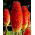 Hehkusoihtulilja - Red Hot Poker - Kniphofia