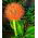 Haemanthus Multiflorus
