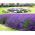 Hạt giống hoa oải hương - Lavandula angustifolia - 200 hạt - Lavendula vera