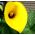 Zantedeschia, кала лилия крем - луковица / грудка / корен