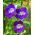 Twining Snapdragon frø - Asarina skandiner - 10 frø - Asarina scandens
