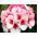 Ivy Geranium frø - Pelargonium peltatum - 5 frø
