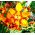 Crocosmia - mix - csomag 10 darab