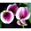 Zantedeschia, Calla Lily Picasso