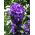 Dwerg geclusterde klokjeszaadjes - Campanula glomerata acaulis - 910 zaden