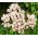 Läkevänderot - Valeriana officinalis - Lugnande effekt, perfekt tillägg till trädgården - Färska frön