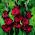 Gladiolus Black Surprise - paquete de 5 piezas