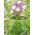 Alpine Skullcap bercampur benih - Scutellaria alpina - 110 biji