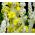 Kongelys - 4000 frø - Verbascum L.