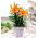 Lilium, Lily Orange Pixie - bulb / tuber / rădăcină
