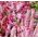 Meerlavendel Rose Samen - Limonium Suworowii - 1100 Samen