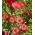 Graines de Lin rouge - Linum grandiflorum - 150 graines