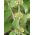 Marrube blanc - 100 graines - Marrubium vulgare