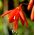 Bessera elegans - пакет из 5 штук