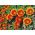 Gazania Sunshine Amestec de semințe - Gazania rigens - 250 de semințe