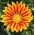 Gazanie - Chansonette - Gazania rigens - Flori multicolore spectaculoase - Semințe proaspete