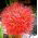 Haemanthus Multiflorus