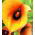 Zantedeschia, Calla Lily Orange - květinové cibulky / hlíza / kořen