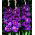 Gladiolus Violetta - pakke med 5 stk