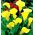 Zantedeschia, кала лилия крем - луковица / грудка / корен