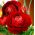 Ranunculus - Rojo - paquete de 10 piezas