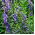 Lady Bells seeds - Adenophora latifolia - 500 seeds