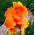 Canna - Wyoming
