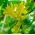 Canary Creeper, Canary Bird Vine frön - Tropaeolum peregrinum - 22 frön