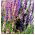 Rocket Larkspur biji campuran - Delphinium ajacis hyacinthiflorum fl. pl. - 500 biji