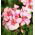 Ivy Geranium frø - Pelargonium peltatum - 5 frø